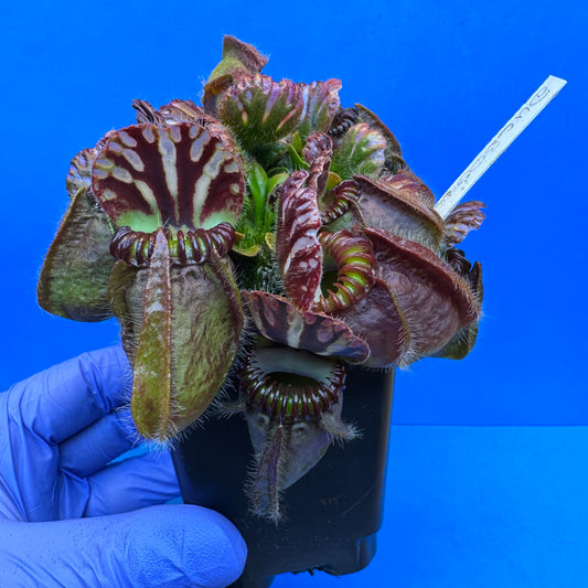 Cephalotus follicularis “Ducbog” (“UC Davis” X ‘OG Black’) XXL