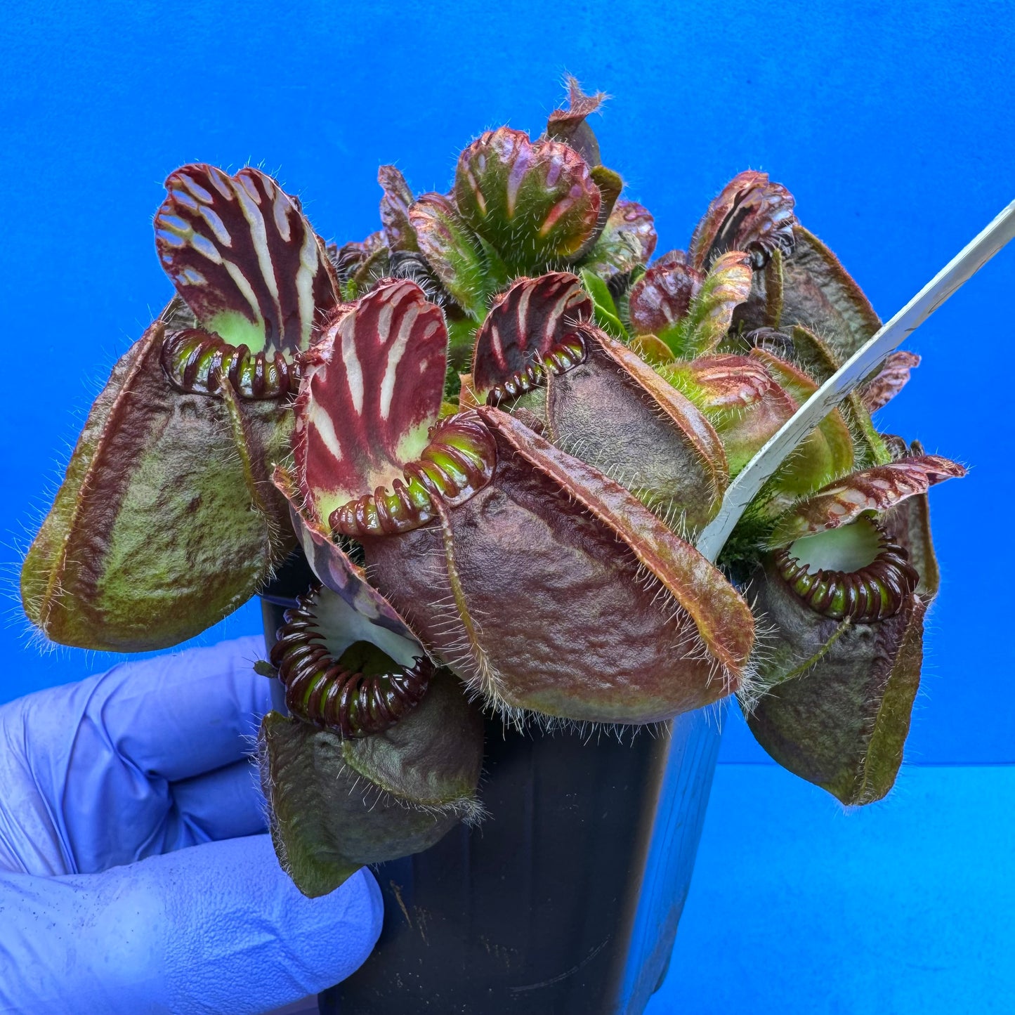 Cephalotus follicularis “Ducbog” (“UC Davis” X ‘OG Black’) XXL