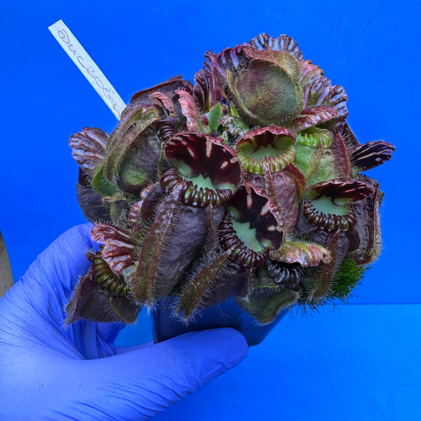 Cephalotus follicularis “Ducbog” (“UC Davis” X ‘OG Black’) XXL