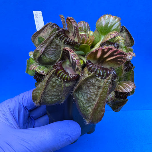 Cephalotus follicularis “Behemoth” (“UC Davis” X ‘OG Black’) XXL