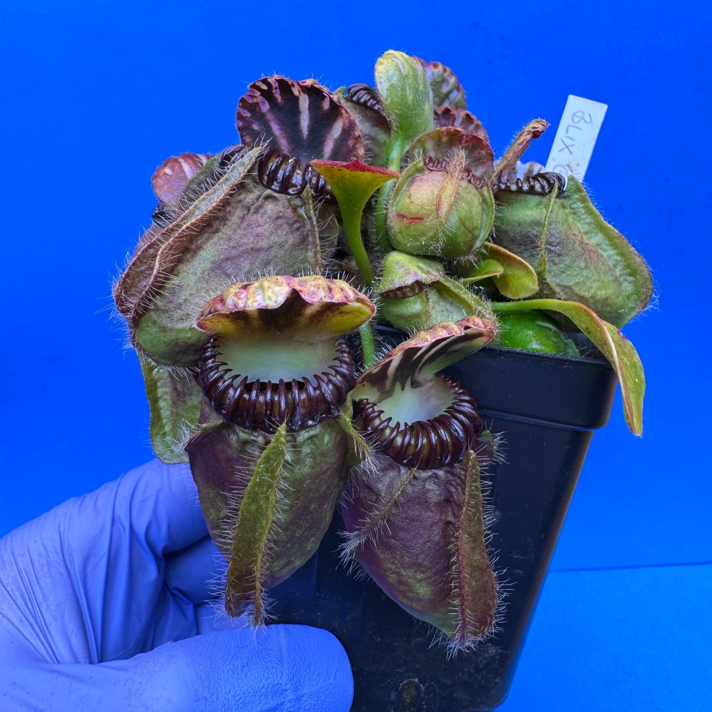 Cephalotus follicularis “Blix Goblin” (‘OG Black’ X (‘Hummer’s Giant’ X Self)) XXL