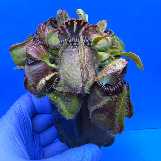 Cephalotus follicularis “Blix Goblin” (‘OG Black’ X (‘Hummer’s Giant’ X Self)) XXL