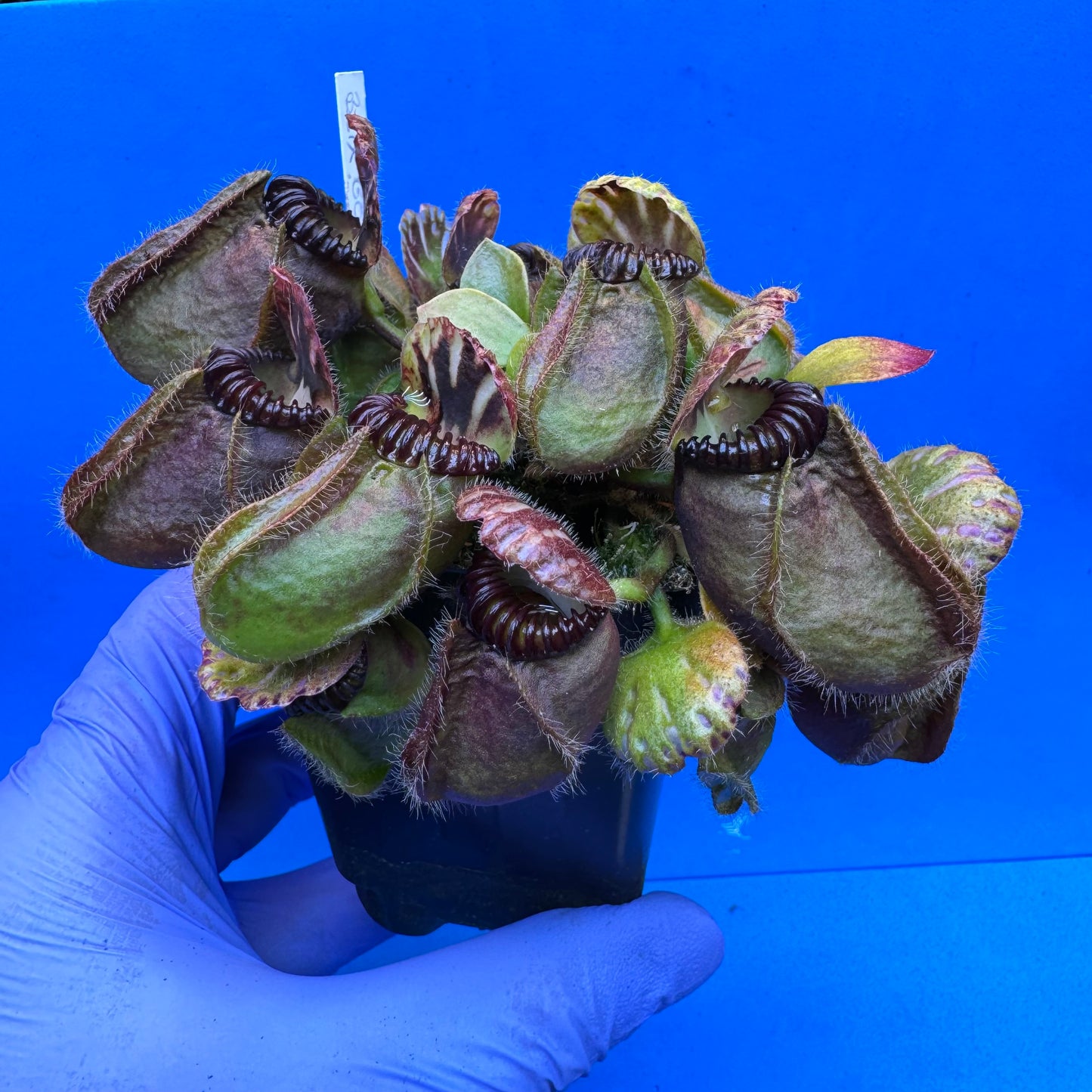 Cephalotus follicularis “Blix Goblin” (‘OG Black’ X (‘Hummer’s Giant’ X Self)) XXL