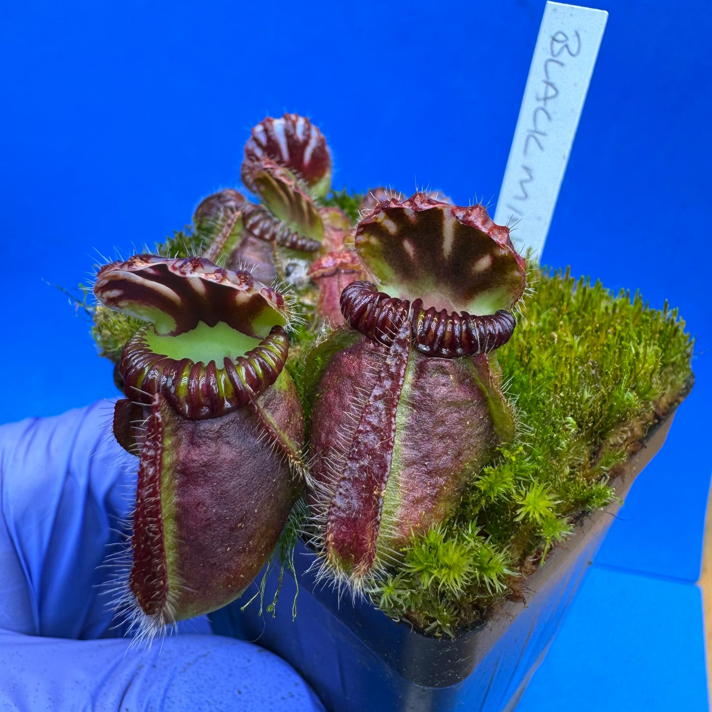 Cephalotus follicularis “Blackmine” (‘OG Black’ X “Coalmine Beach”) L