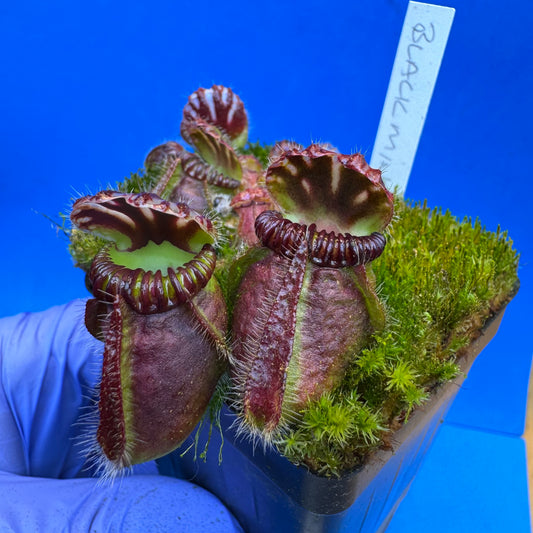 Cephalotus follicularis “Blackmine” (‘OG Black’ X “Coalmine Beach”) L