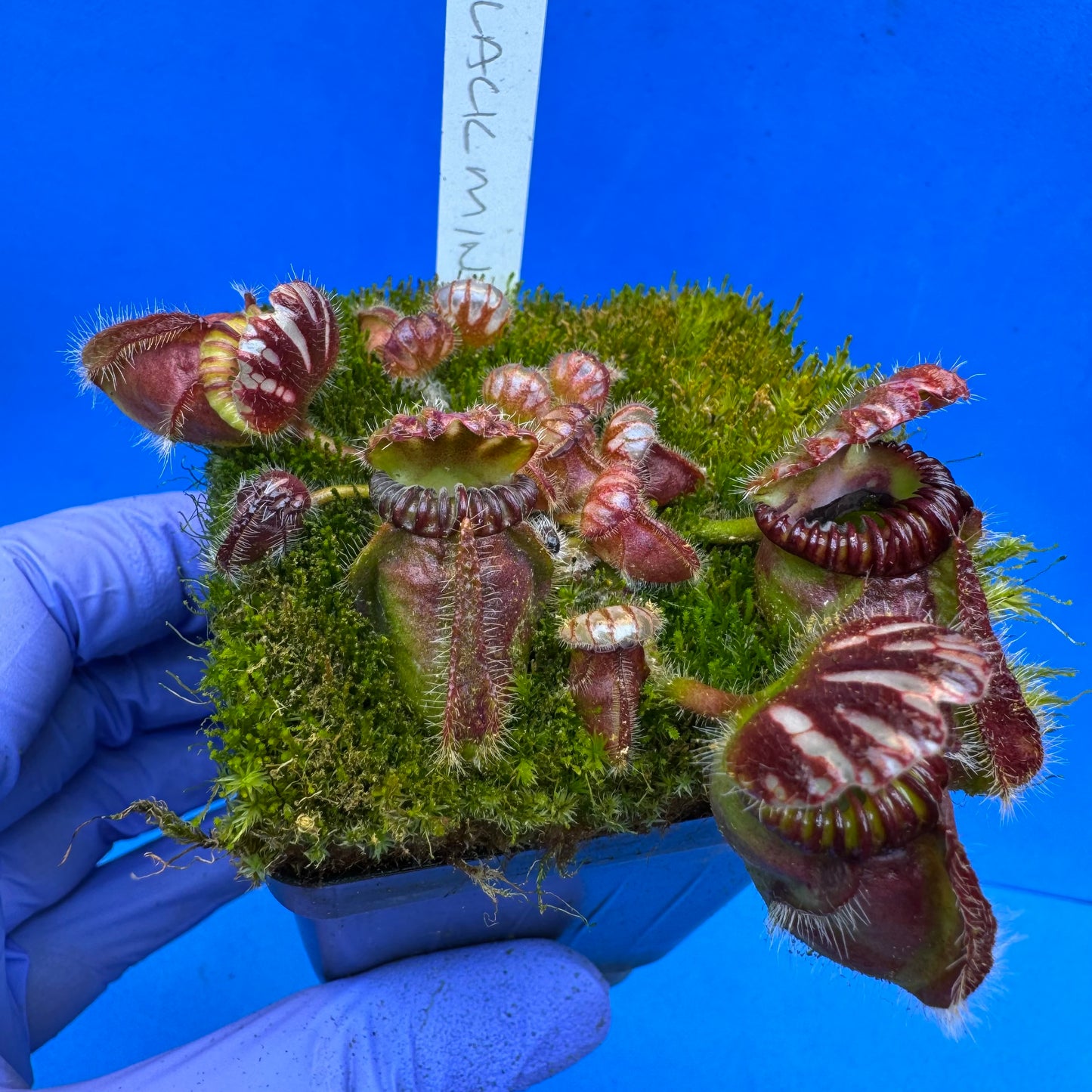 Cephalotus follicularis “Blackmine” (‘OG Black’ X “Coalmine Beach”) L