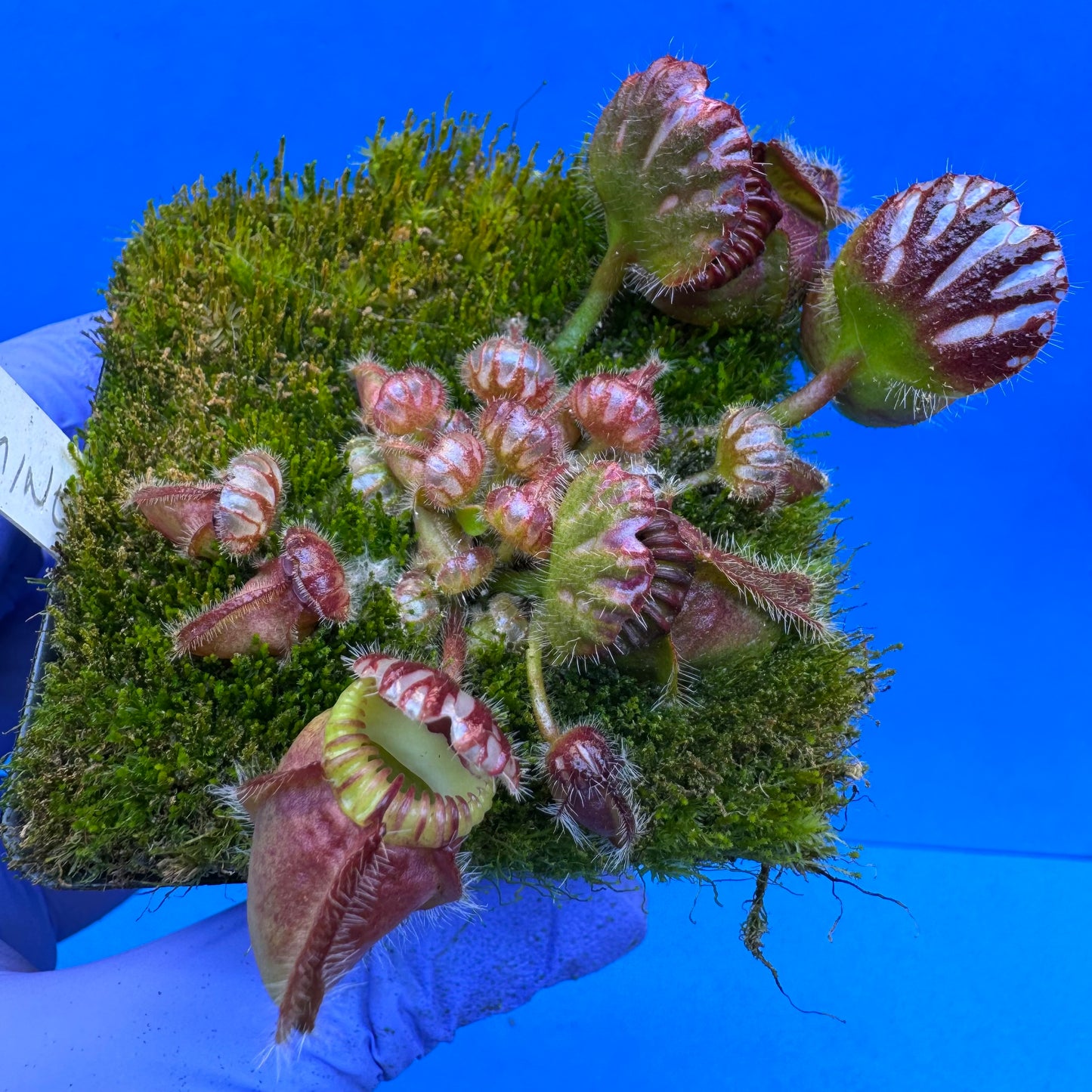 Cephalotus follicularis “Blackmine” (‘OG Black’ X “Coalmine Beach”) L