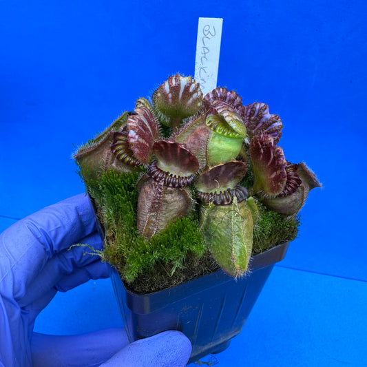 Cephalotus follicularis “Blackmine” (‘OG Black’ X “Coalmine Beach”) XL