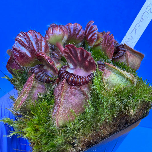 Cephalotus follicularis “Blackmine” (‘OG Black’ X “Coalmine Beach”) XXL