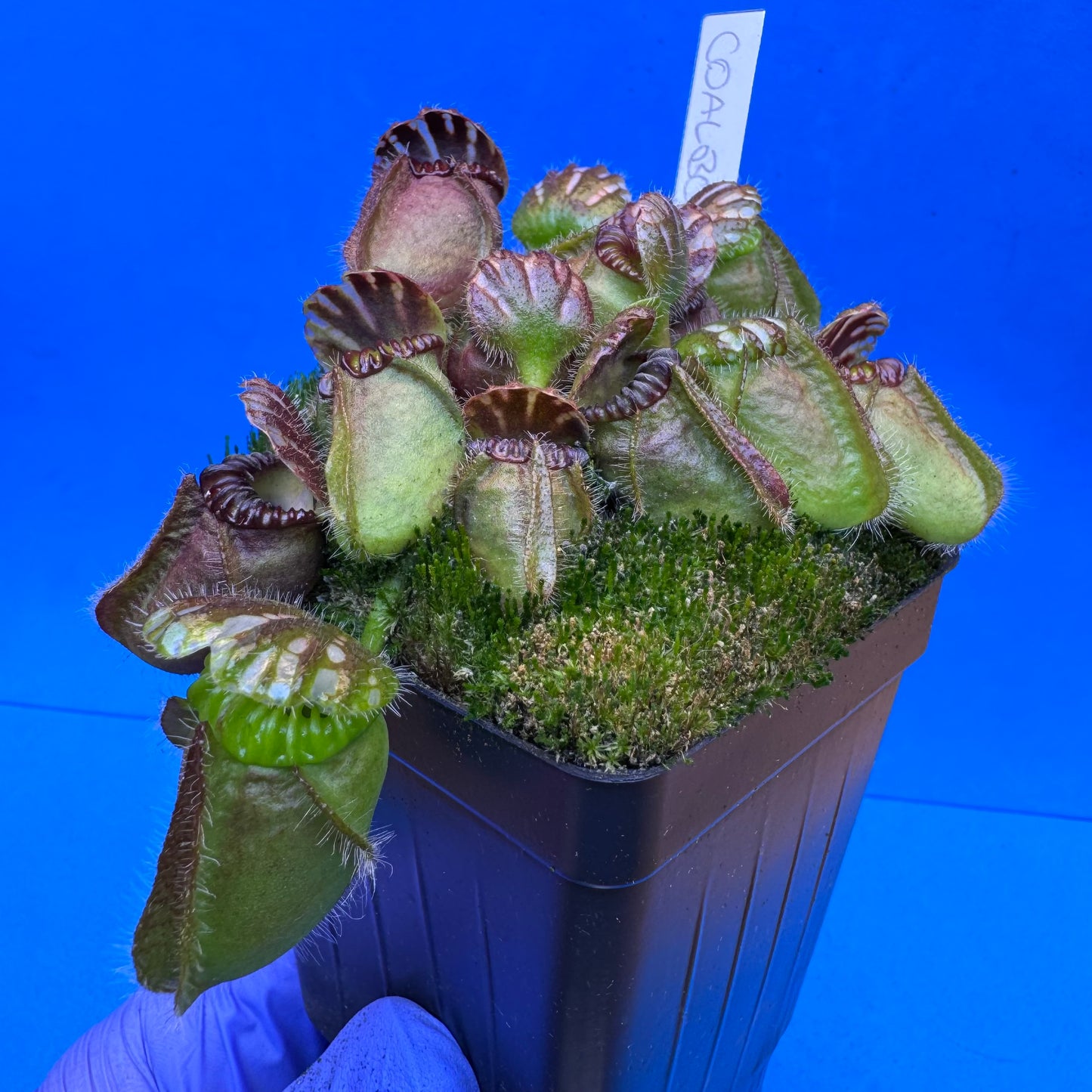 Cephalotus follicularis “Coalbog” (“Coalmine Beach” X ‘OG Black’) XXL