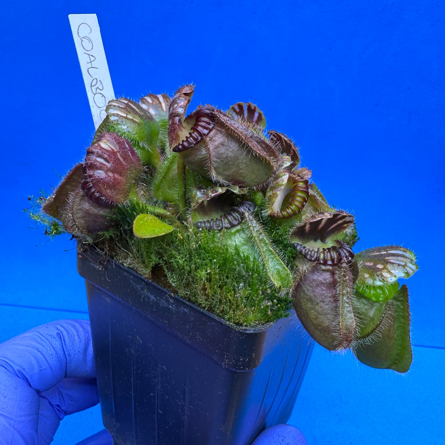 Cephalotus follicularis “Coalbog” (“Coalmine Beach” X ‘OG Black’) XXL