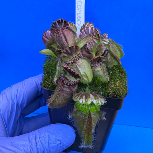 Cephalotus follicularis “Coalbog” (“Coalmine Beach” X ‘OG Black’) XXL