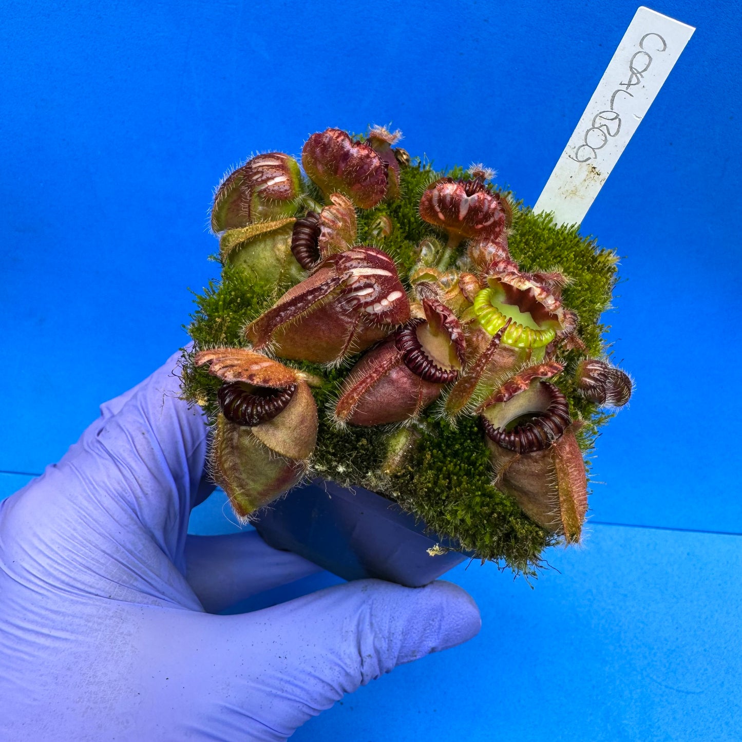 Cephalotus follicularis “Coalbog” (“Coalmine Beach” X ‘OG Black’) XL