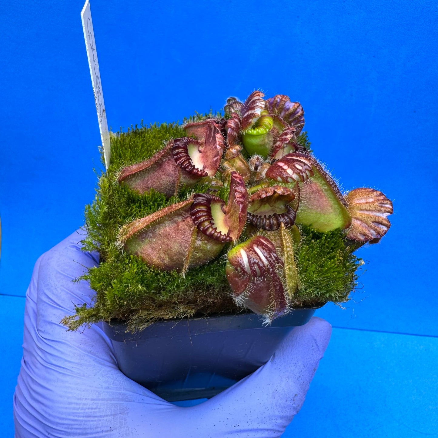 Cephalotus follicularis “Coalbog” (“Coalmine Beach” X ‘OG Black’) XL