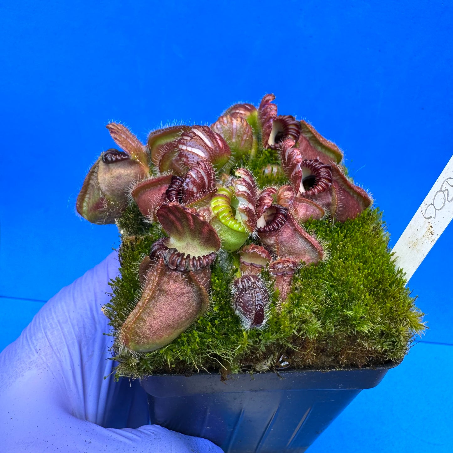 Cephalotus follicularis “Coalbog” (“Coalmine Beach” X ‘OG Black’) XL