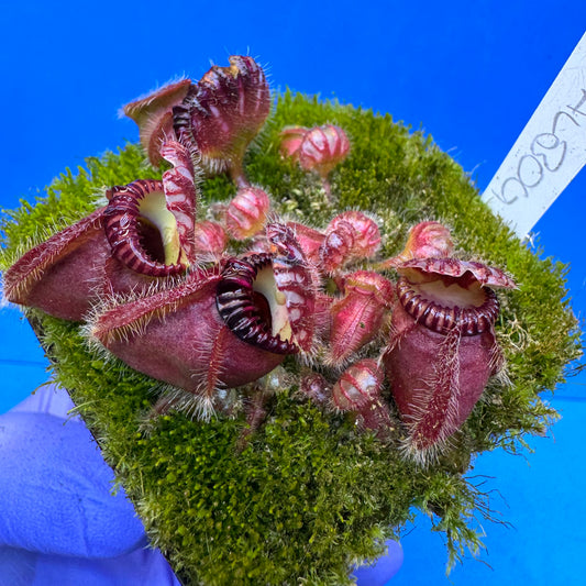 Cephalotus follicularis “Coalbog” (“Coalmine Beach” X ‘OG Black’) L