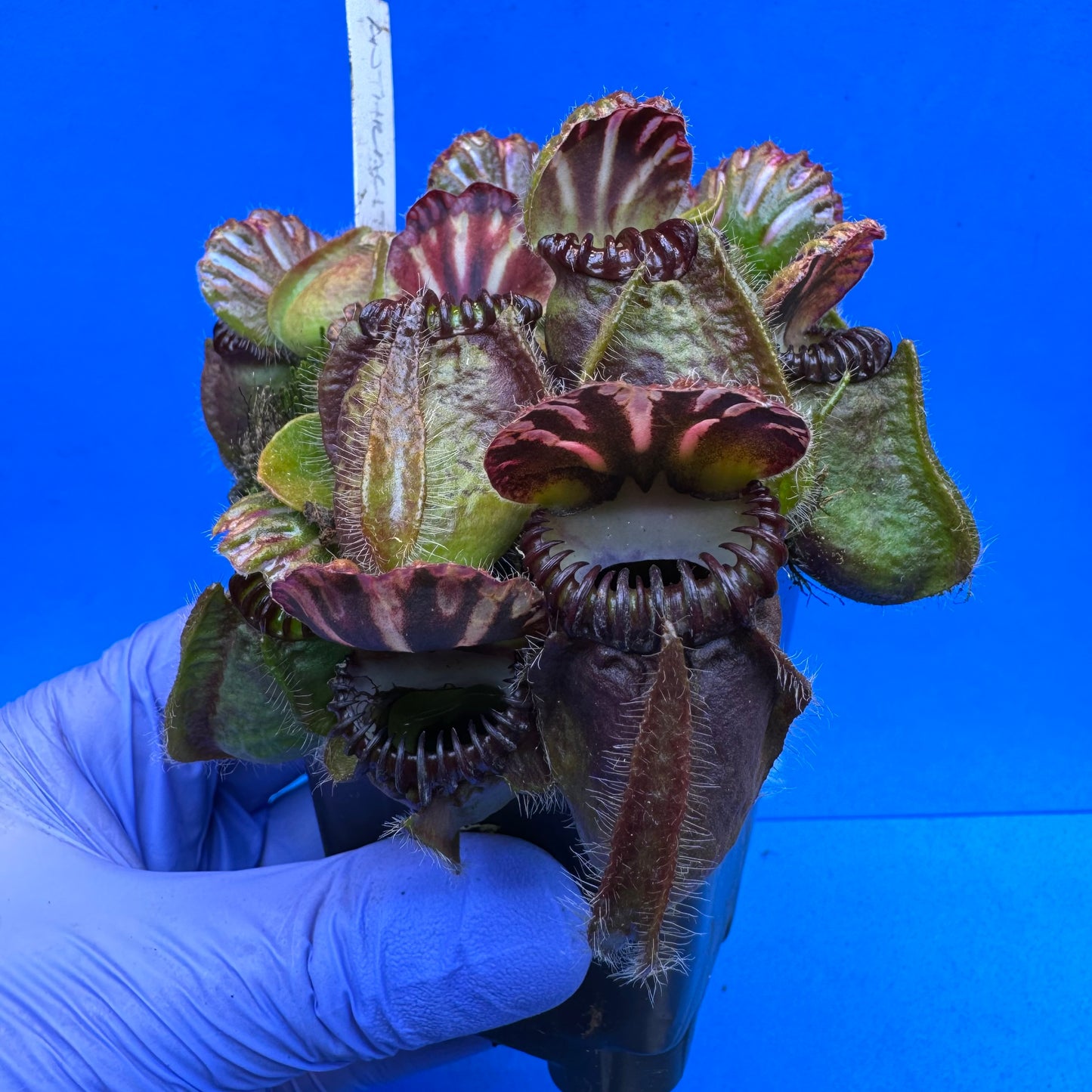 Cephalotus follicularis “Anthracite” (“Coalmine Beach” X ‘OG Black’) XXL