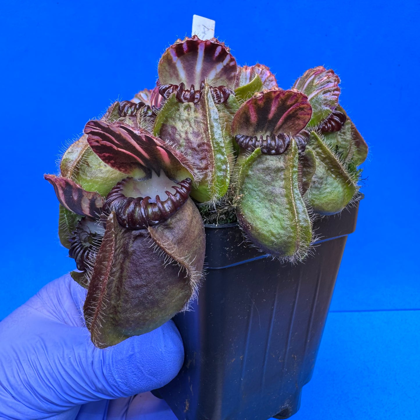 Cephalotus follicularis “Anthracite” (“Coalmine Beach” X ‘OG Black’) XXL