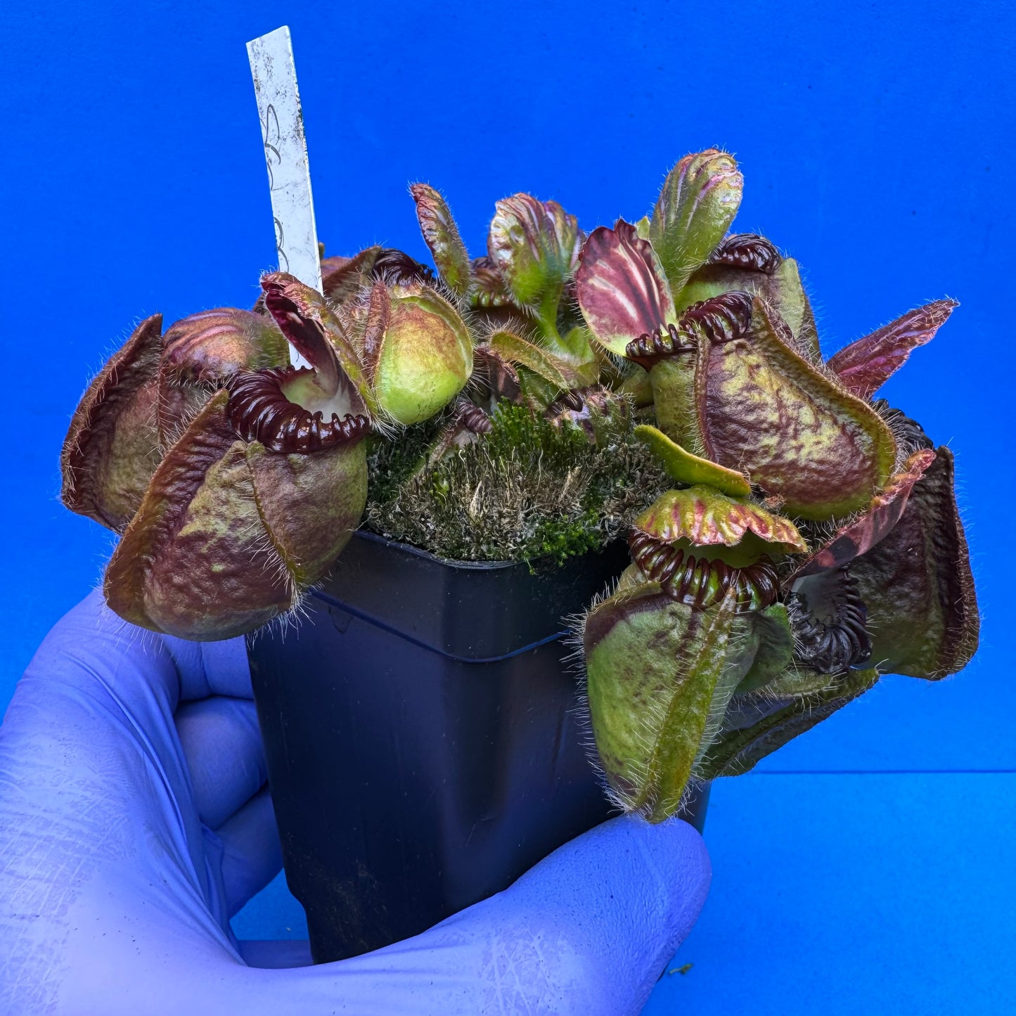 Cephalotus follicularis “Anthracite” (“Coalmine Beach” X ‘OG Black’) XXL