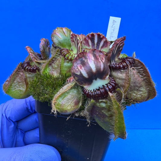 Cephalotus follicularis “Anthracite” (“Coalmine Beach” X ‘OG Black’) XL