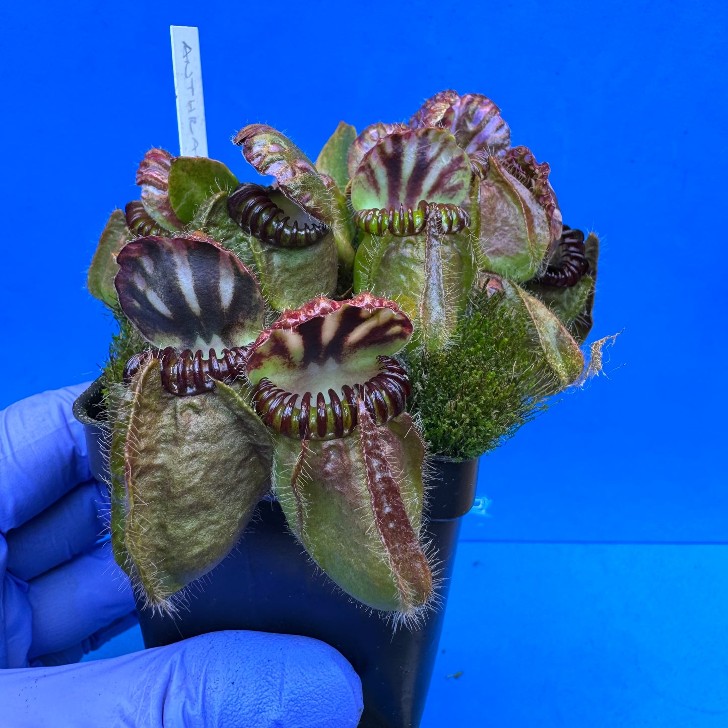 Cephalotus follicularis “Anthracite” (“Coalmine Beach” X ‘OG Black’) XL