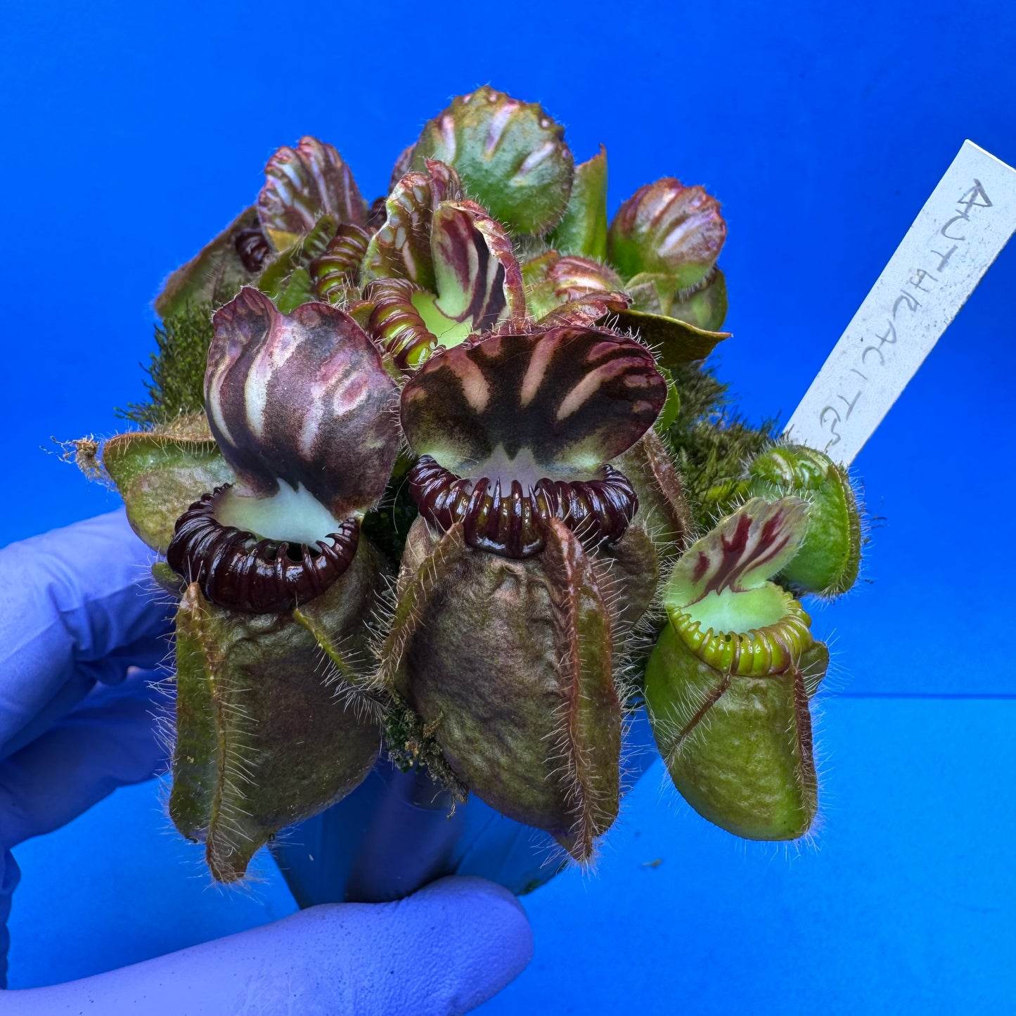 Cephalotus follicularis “Anthracite” (“Coalmine Beach” X ‘OG Black’) XL