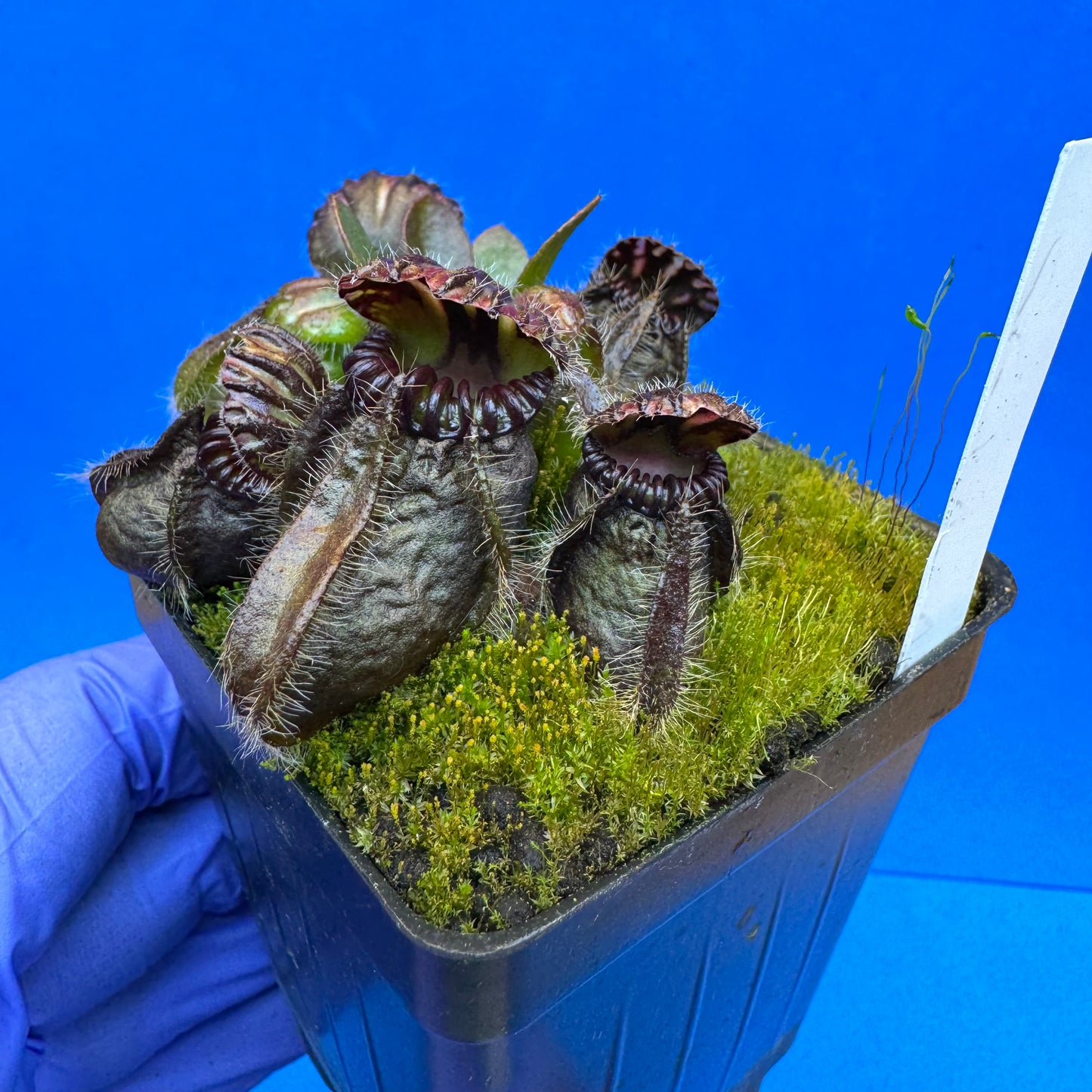 Cephalotus follicularis ‘OG Black’ L