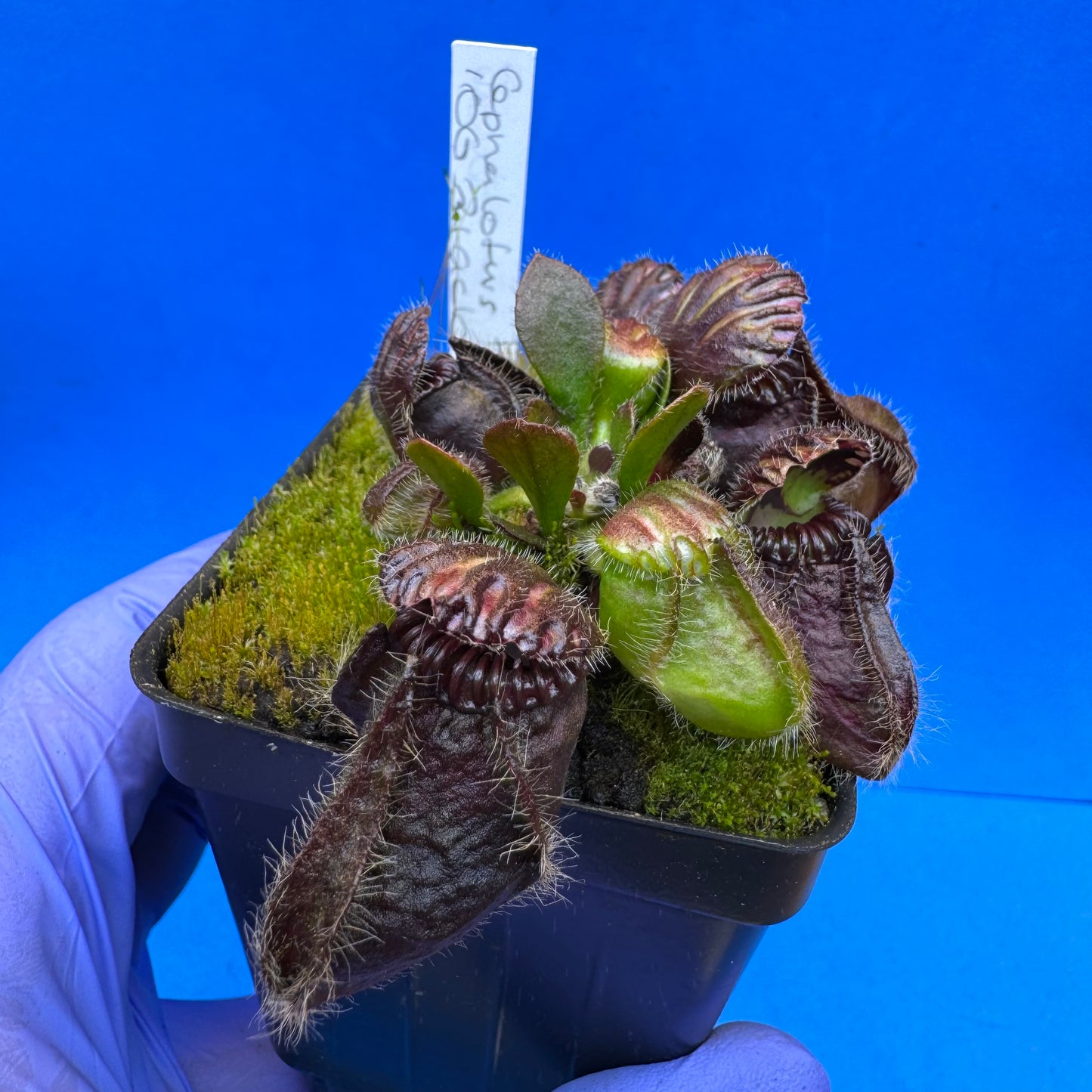 Cephalotus follicularis ‘OG Black’ L