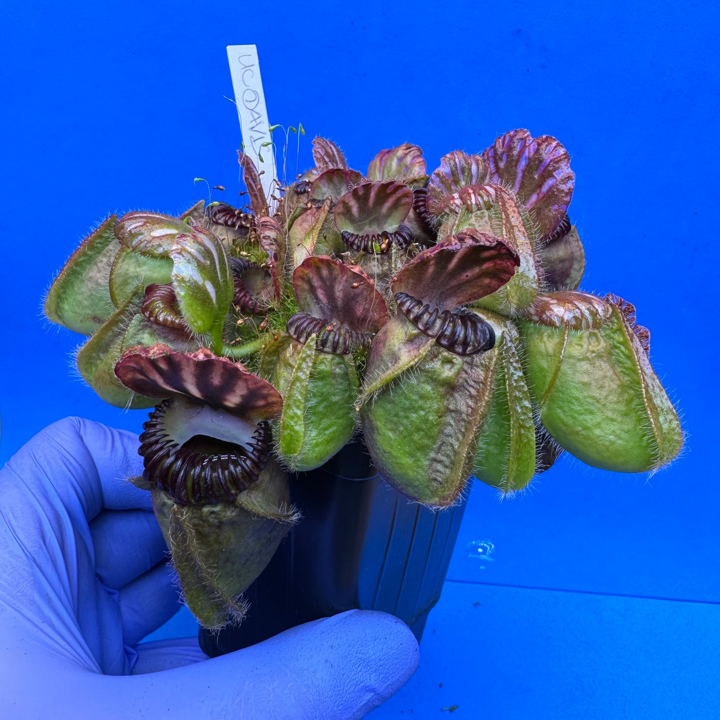 Cephalotus follicularis “UC Davis” XXL