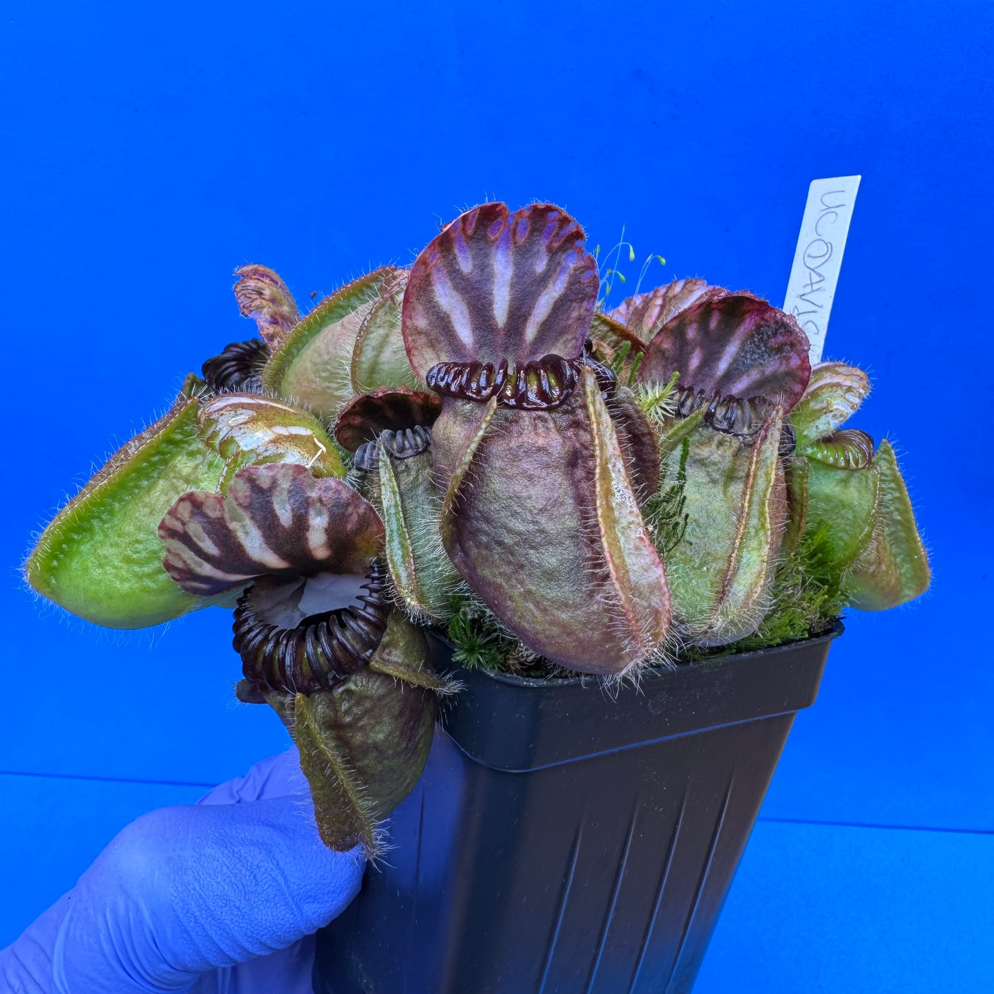 Cephalotus follicularis “UC Davis” XXL