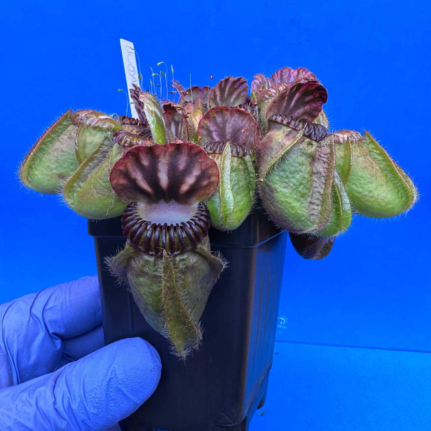 Cephalotus follicularis “UC Davis” XXL