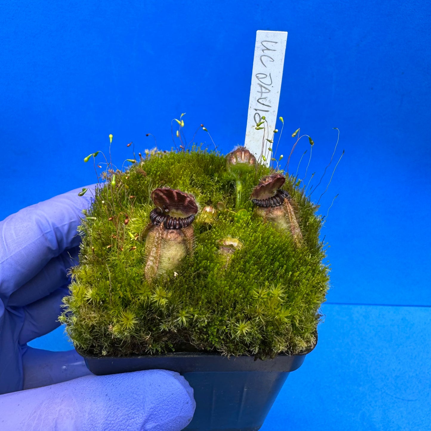 Cephalotus follicularis “UC Davis” L