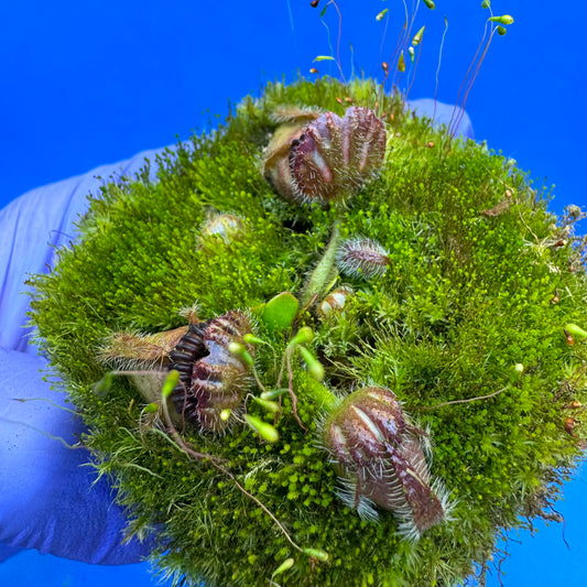 Cephalotus follicularis “UC Davis” L