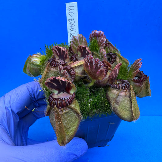 Cephalotus follicularis “UC Davis” XL