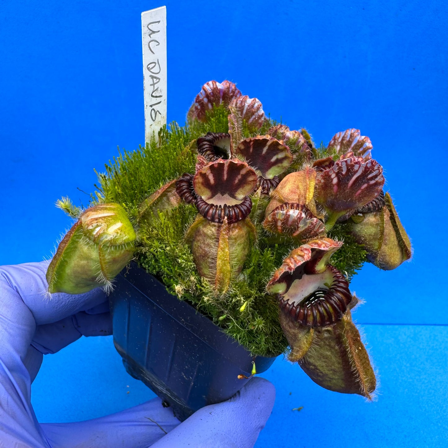 Cephalotus follicularis “UC Davis” XL