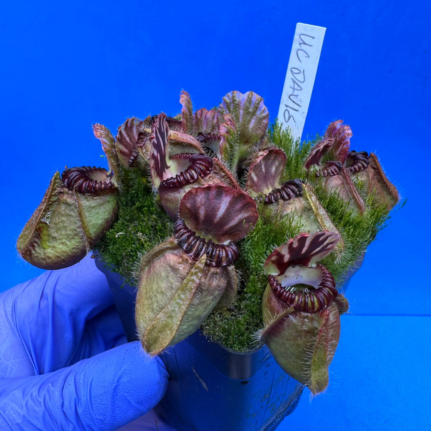 Cephalotus follicularis “UC Davis” XL