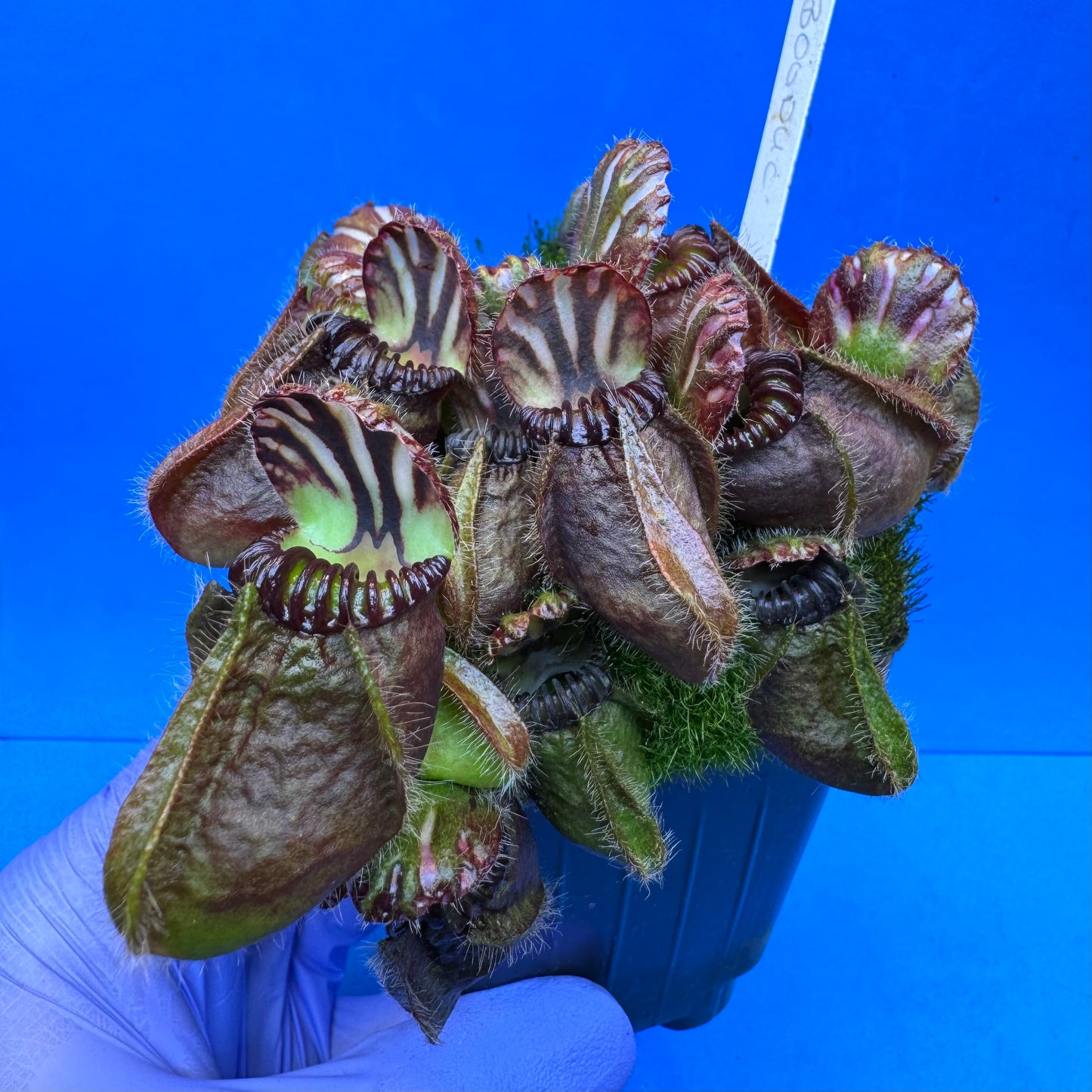 Cephalotus follicularis “Bogduc” (‘OG Black’ X “UC Davis”) XXL