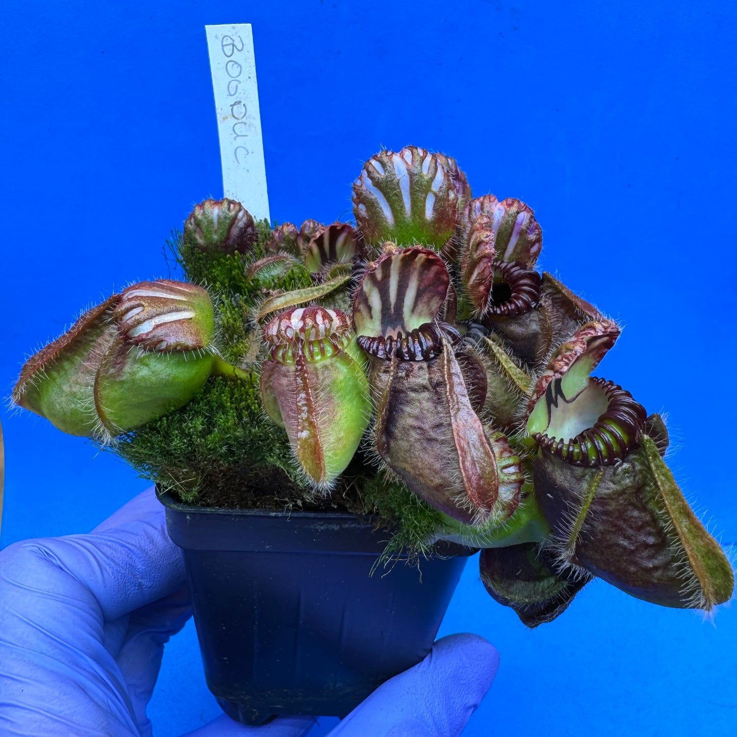 Cephalotus follicularis “Bogduc” (‘OG Black’ X “UC Davis”) XXL