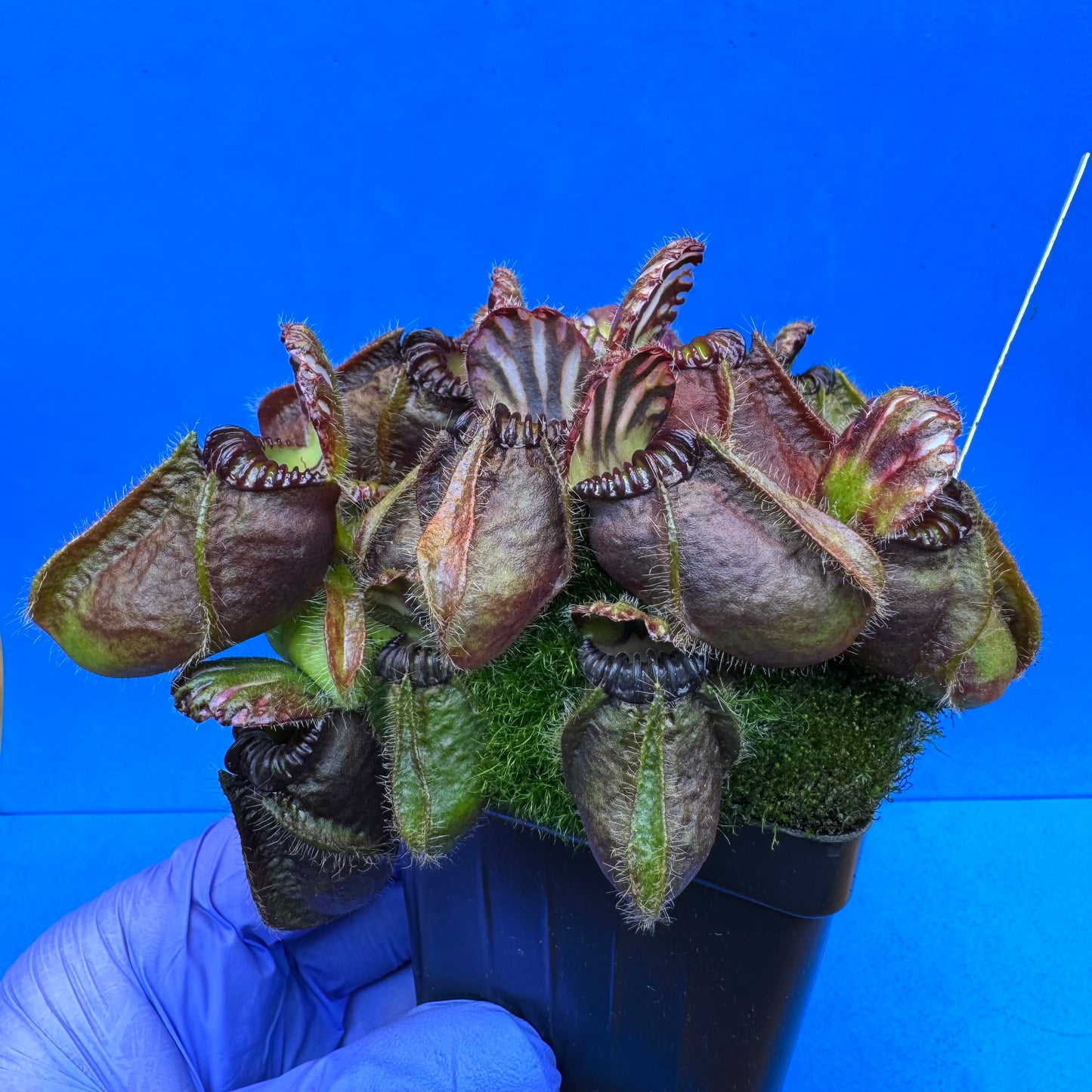 Cephalotus follicularis “Bogduc” (‘OG Black’ X “UC Davis”) XXL