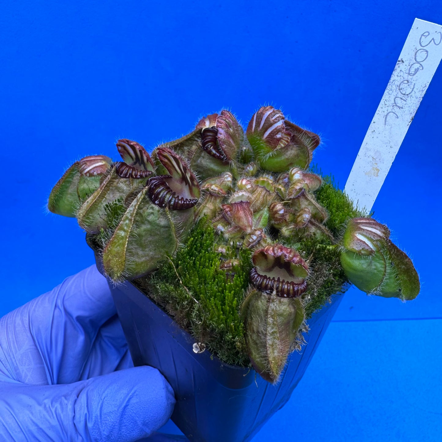 Cephalotus follicularis “Bogduc” (‘OG Black’ X “UC Davis”) XL