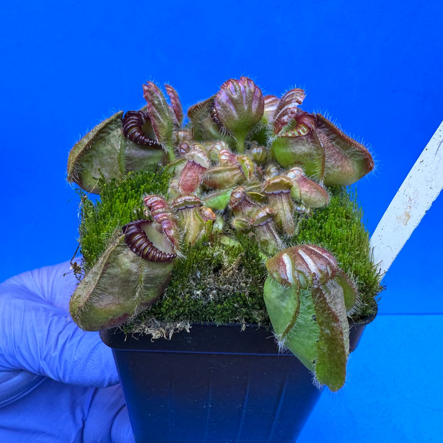 Cephalotus follicularis “Bogduc” (‘OG Black’ X “UC Davis”) XL