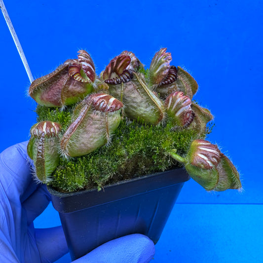 Cephalotus follicularis “Bogduc” (‘OG Black’ X “UC Davis”) XL