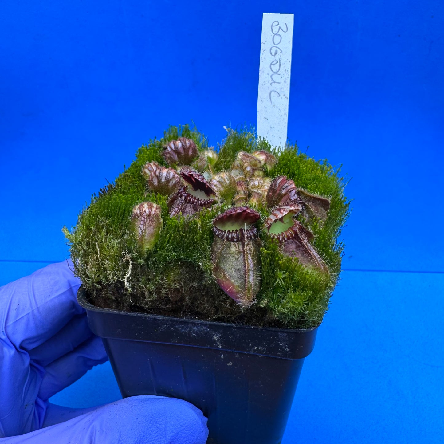 Cephalotus follicularis “Bogduc” (‘OG Black’ X “UC Davis”) L