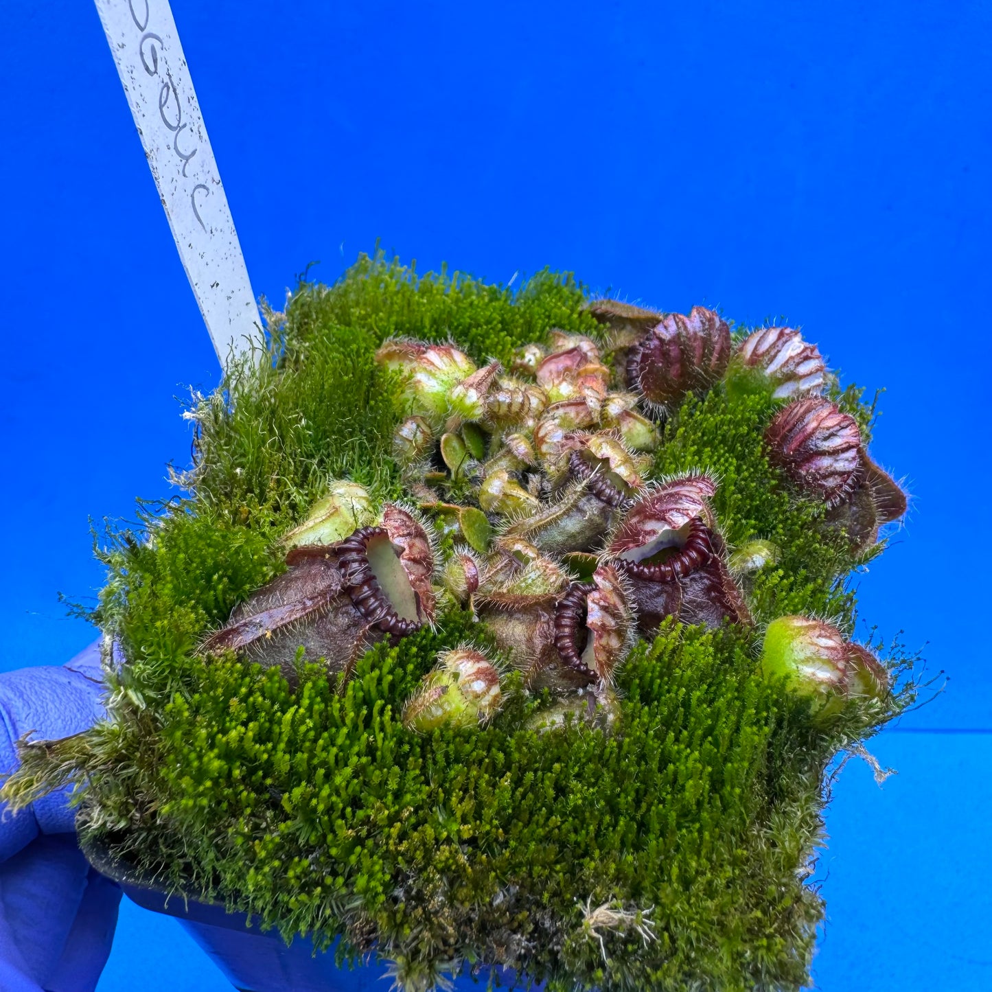 Cephalotus follicularis “Bogduc” (‘OG Black’ X “UC Davis”) L