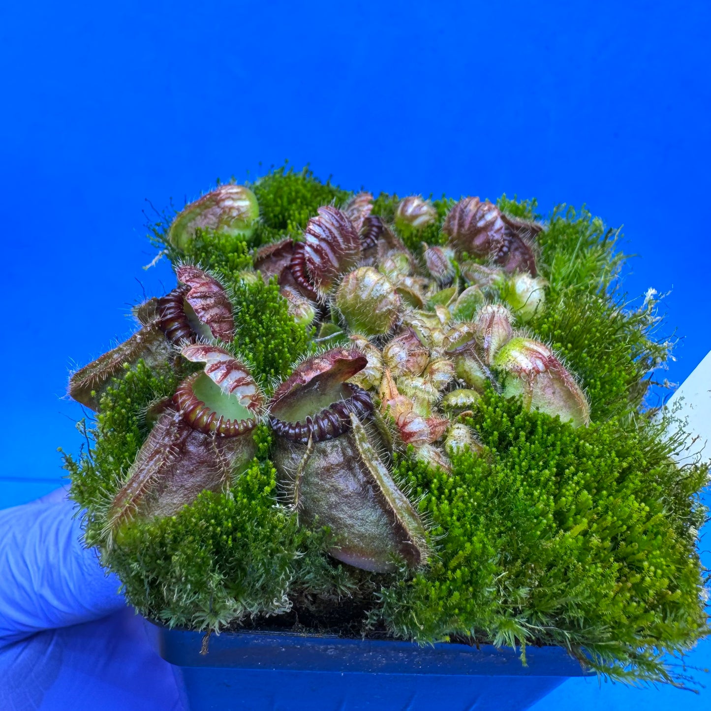 Cephalotus follicularis “Bogduc” (‘OG Black’ X “UC Davis”) L