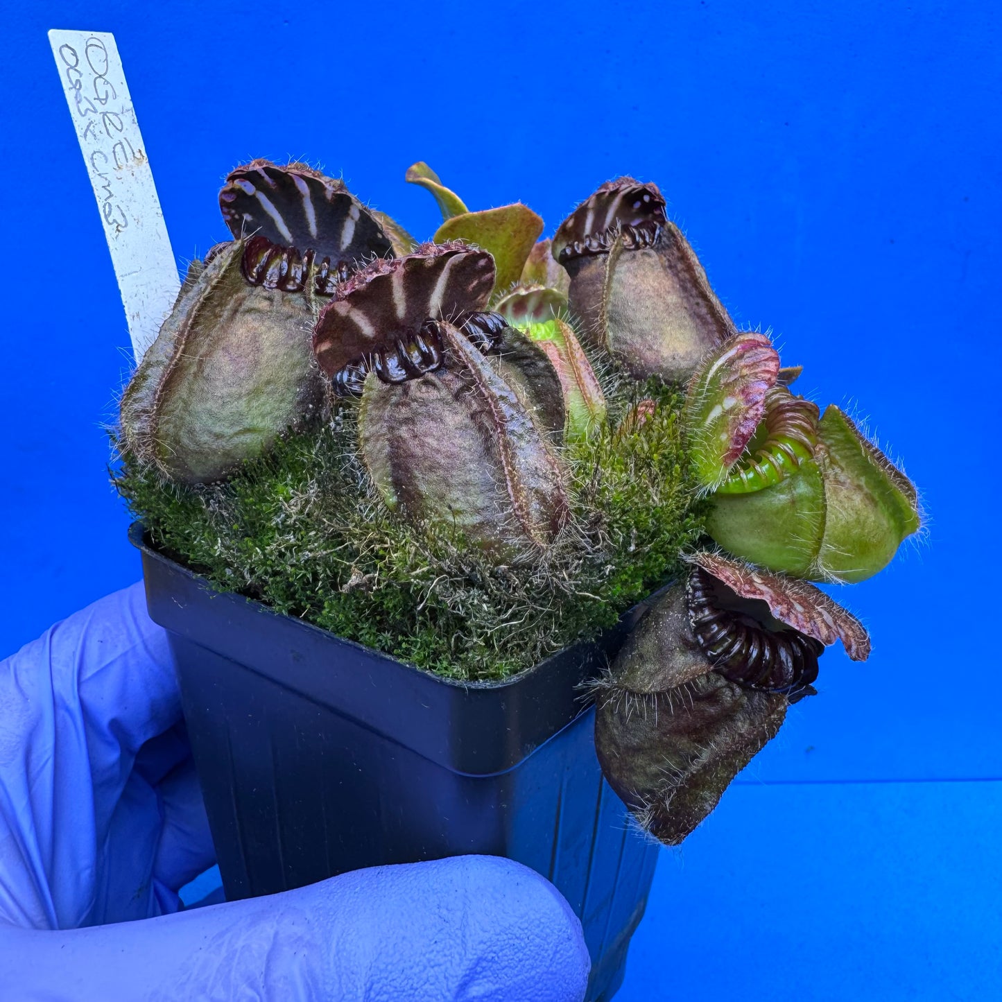 Cephalotus follicularis “Ogre” (‘OG Black’ X “Coalmine Beach”) XXL