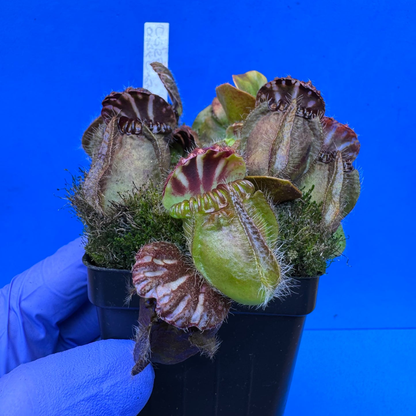 Cephalotus follicularis “Ogre” (‘OG Black’ X “Coalmine Beach”) XXL