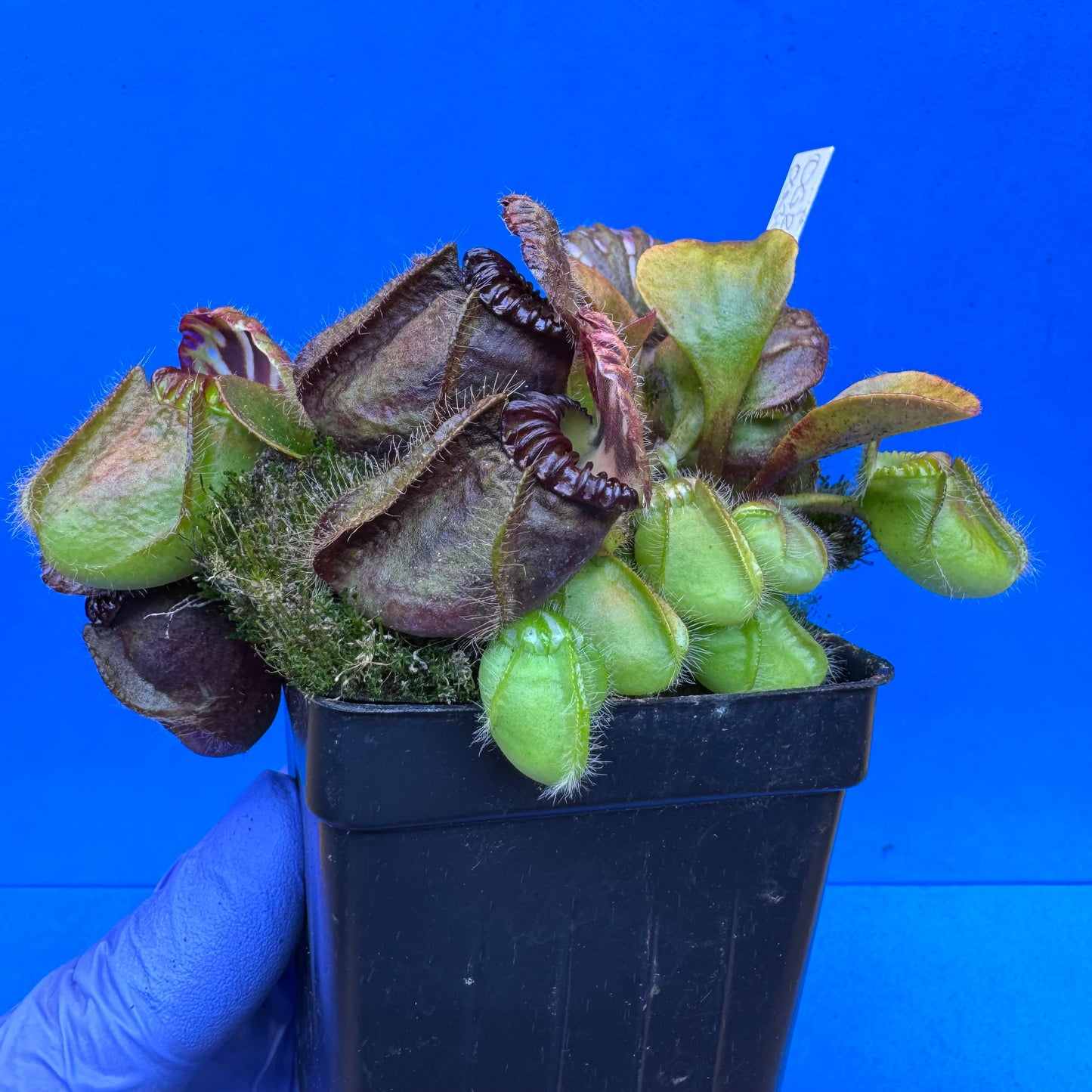 Cephalotus follicularis “Ogre” (‘OG Black’ X “Coalmine Beach”) XXL