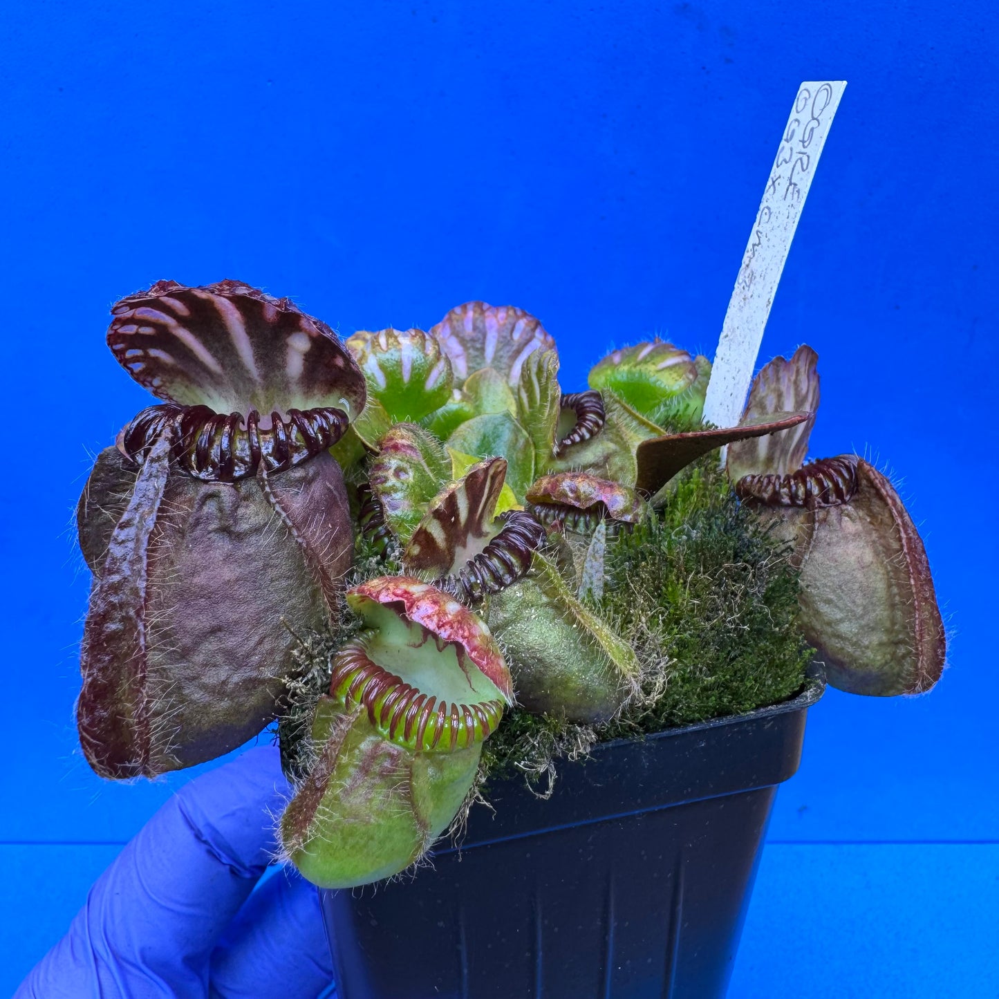 Cephalotus follicularis “Ogre” (‘OG Black’ X “Coalmine Beach”) XL