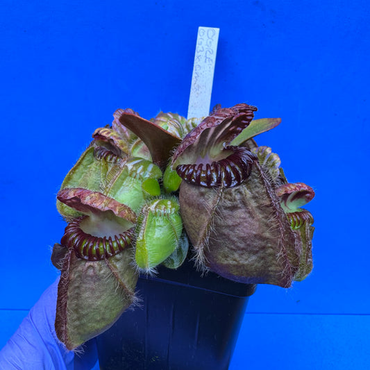 Cephalotus follicularis “Ogre” (‘OG Black’ X “Coalmine Beach”) XL